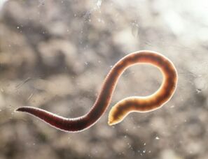 lidský parazit červ
